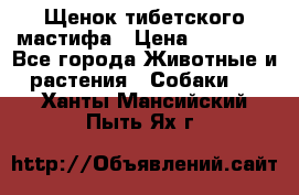 Щенок тибетского мастифа › Цена ­ 60 000 - Все города Животные и растения » Собаки   . Ханты-Мансийский,Пыть-Ях г.